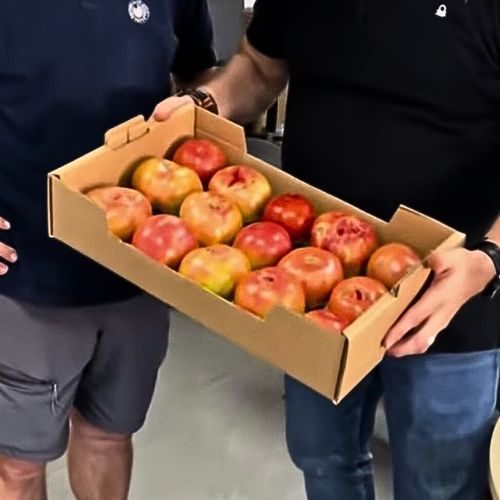 Cajas para Tomates medida 50x30x11